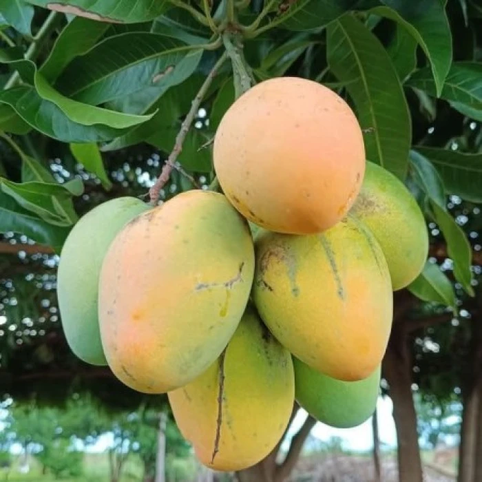 20 কেজি গোবিন্দভোগ আম 140 টাকা করে 2800 টাকা