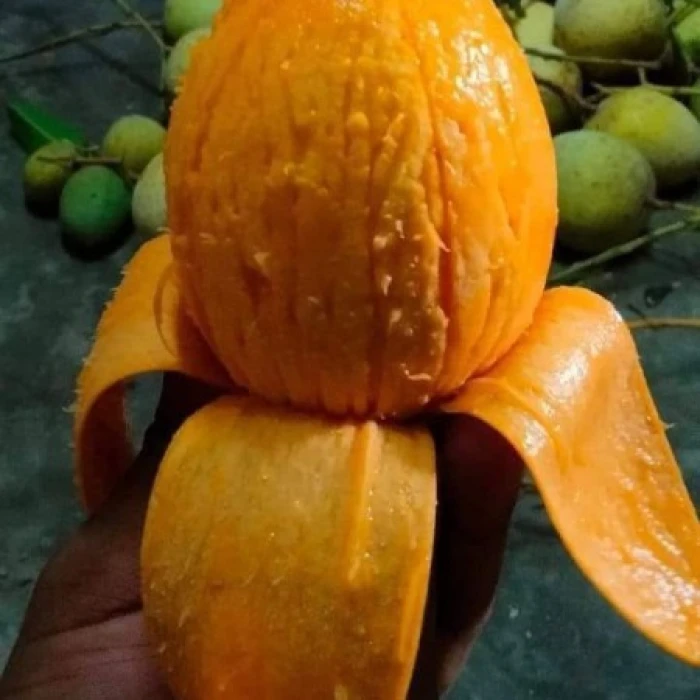 10 কেজি গোবিন্দভোগ আম 150 টাকা করে 1500 টাকা