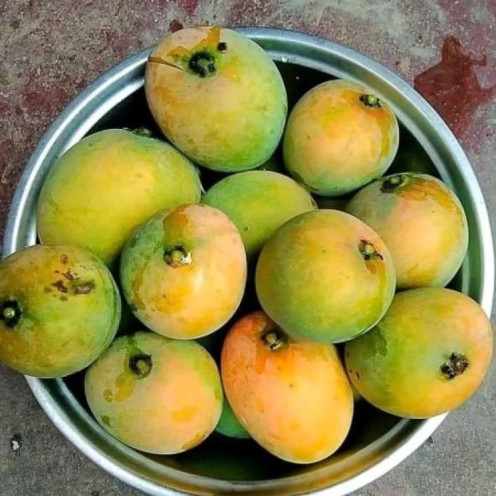 10 কেজি গোবিন্দভোগ আম 150 টাকা করে 1500 টাকা