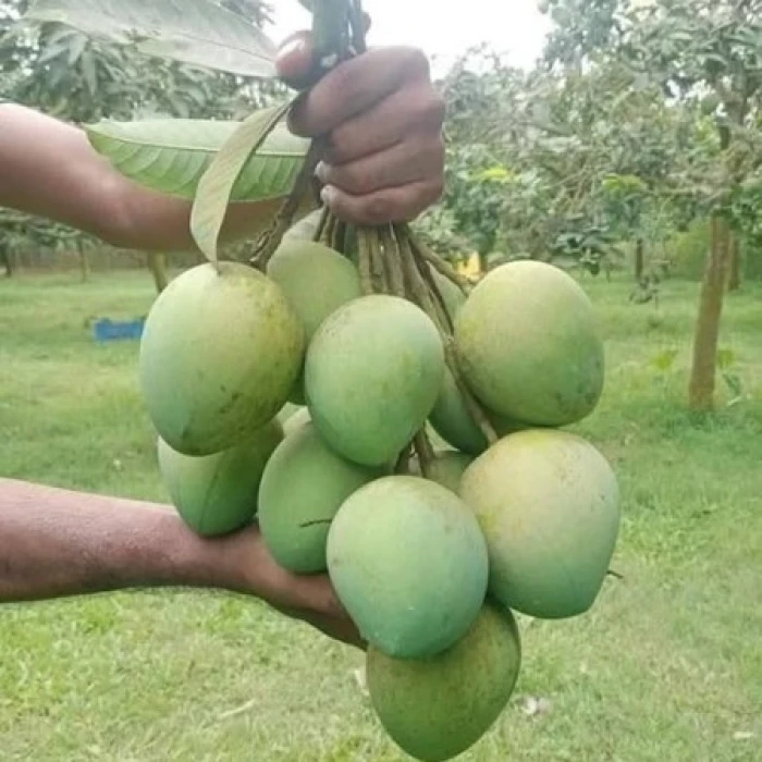 10 কেজি গোবিন্দভোগ আম 150 টাকা করে 1500 টাকা